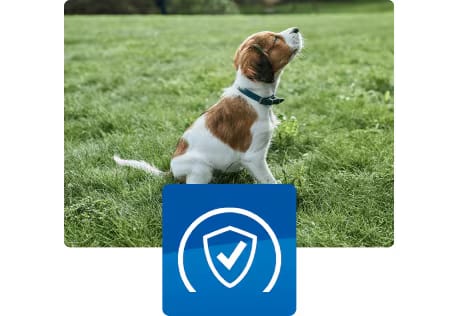 Cucciolo seduto all'aperto