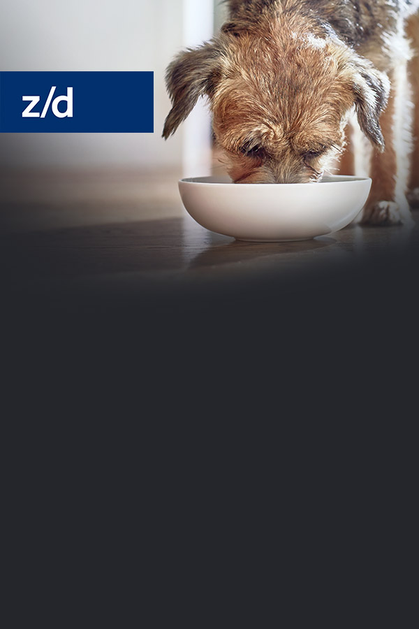 z/d Canina