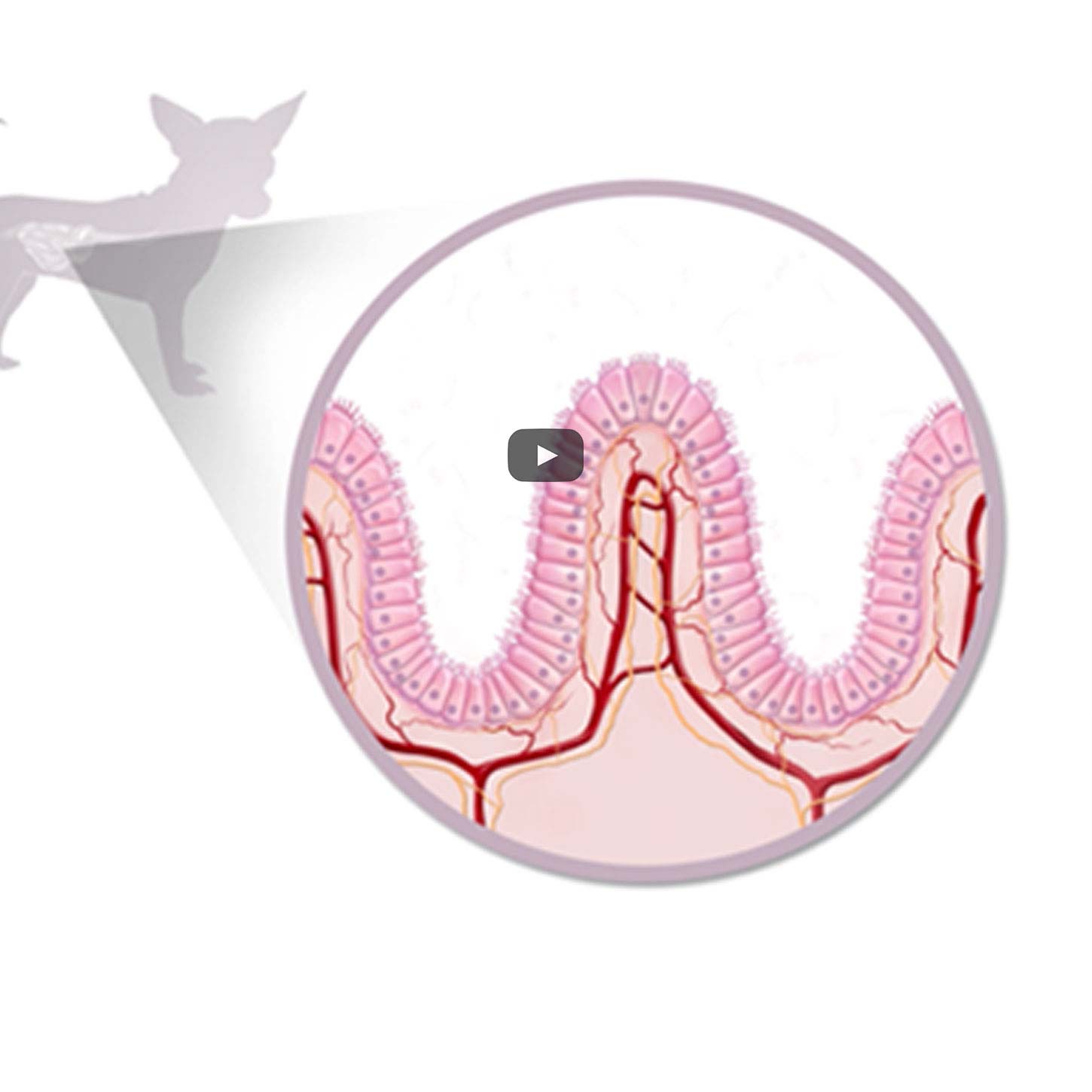 Maggiori informazioni su Prescription Diet™ i/d™ Stress