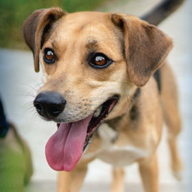 Guida per i proprietari SP Perfect Digestion