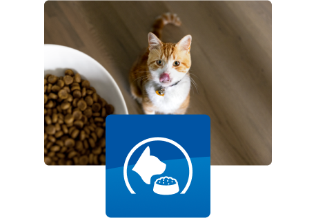 Gatto che guarda una ciotola di cibo