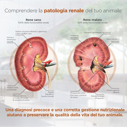 Scheda illustrativa patologia renale